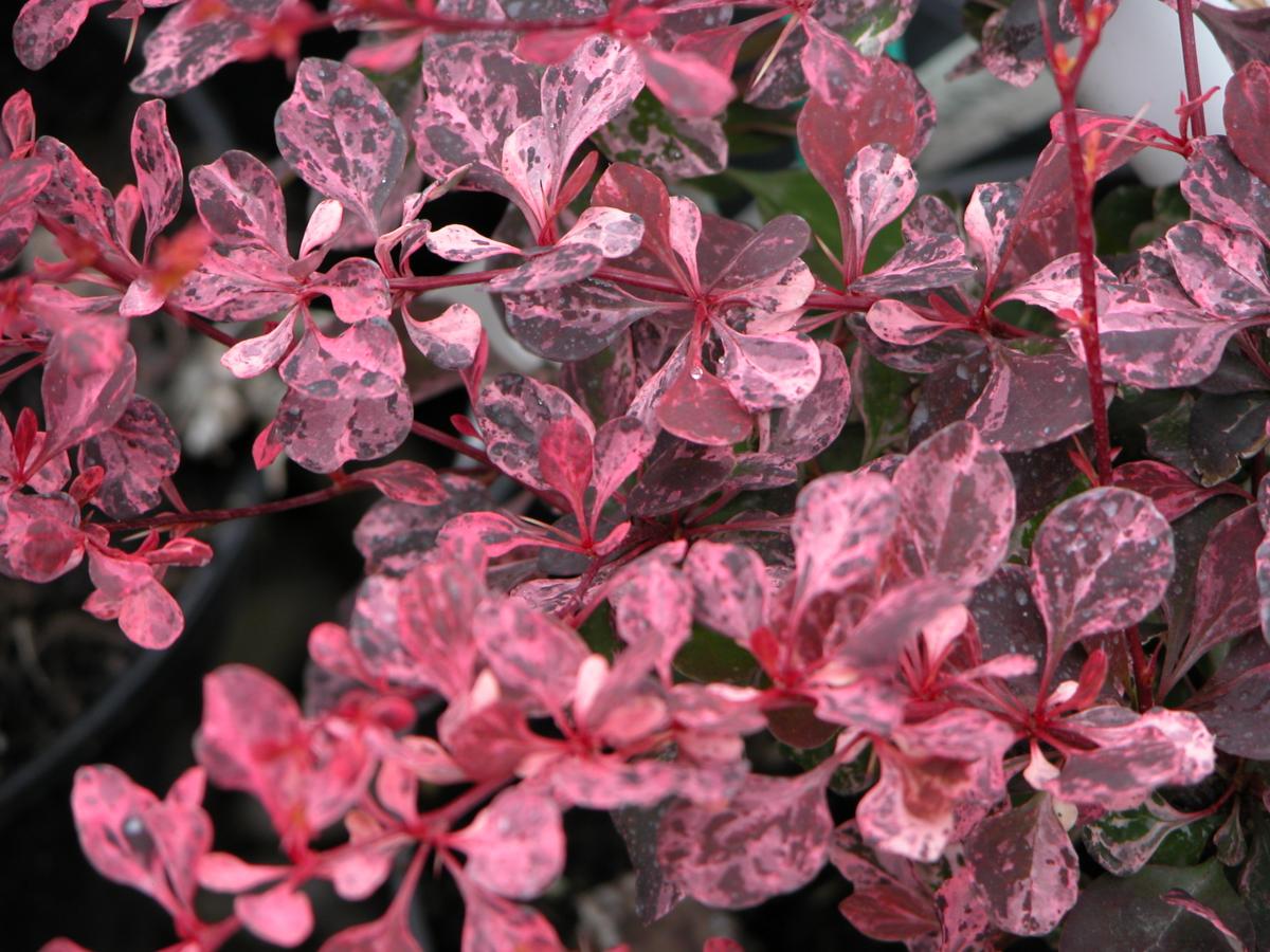 Berberis thunbergii 'Pink Queen'